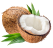 Logo Noix de Coco